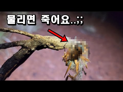 맹독성1등급 생명체 드디어 <strong>발견</strong>! <strong>feat</strong> 파리토핑 핫도그 먹방