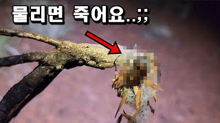 호주ep8)2탄! 맹독성1등급 생명체 드디어 발견! feat 파리토핑 핫도그 먹방