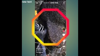 Download Lagu Sarang lebah raksasa 🐝 MP3