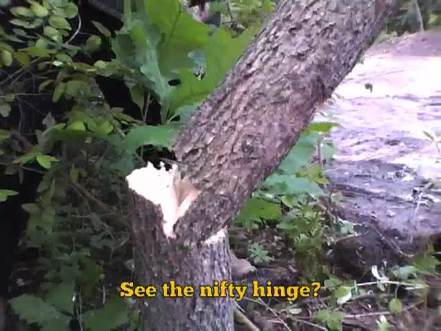 Alligator Lopper chows down on trees