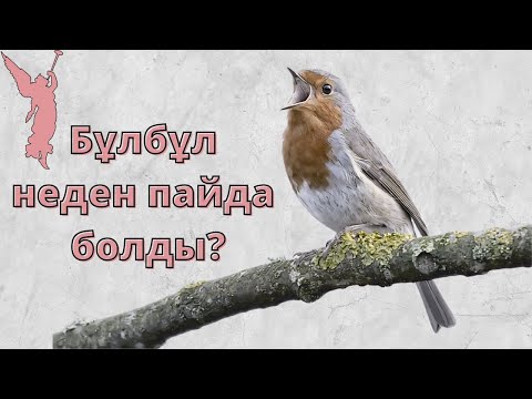 Бейне: Ұрғашы мысықтар өз аумақтарын белгілей ме?