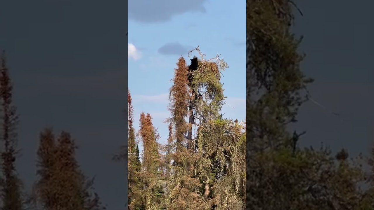 Black bear climbs tree and grabs baby eagle.