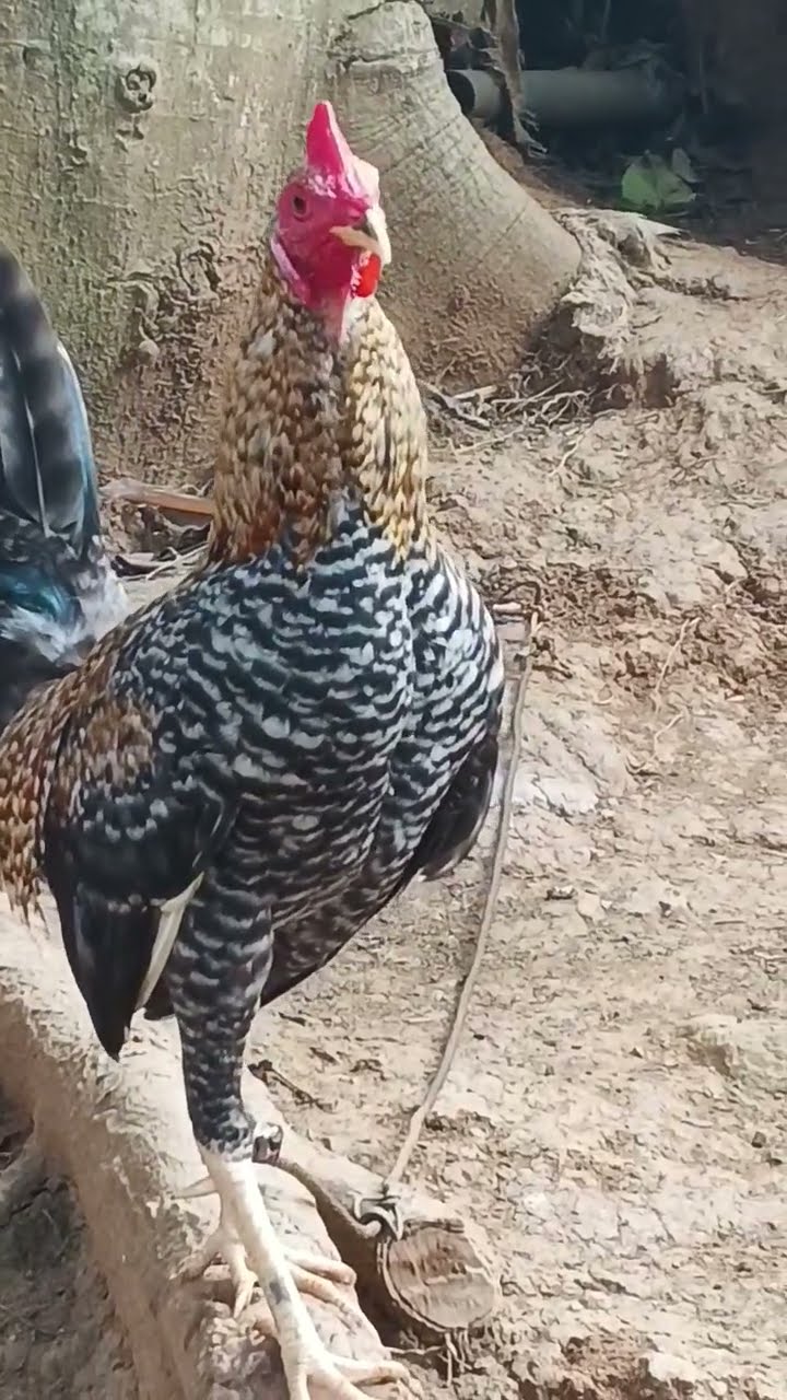 #chicken #life