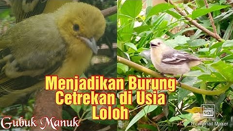 Cara merawat burung sirtu menjadikan burung sirtu cetrekan #youtube #sirtugacor #kicaumania