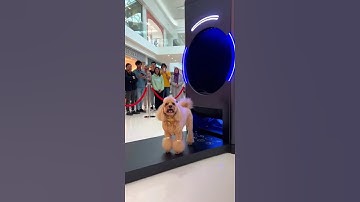 The future is here: AI-powered automatic styling machine, creating the perfect hairstyle 3 seconds