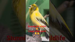 Colorful Bird Aviary in park 😍 part UK wildlife