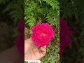 "Home Gardening"#shorts#flowergarden#greenery#shortvideo#