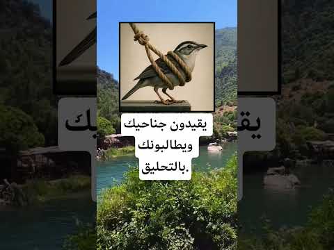 يقيدون جناحيك ويطالبونك بالتحليق اكسبلور الله لايك 100 اقنباسات معلومات ترند