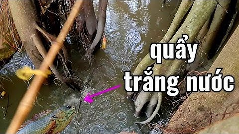 Câu cá rô đồng, nước lên cá vô bờ giật toàn cá rô mề nái/Fishing in the countryside of Vietnam