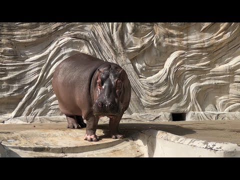 ユイちゃんのようすです。【2022年11月10日】【上野動物園】カバ