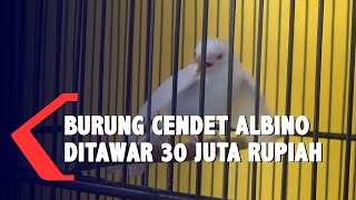 Petani Jember Temukan Burung Cendet Albino