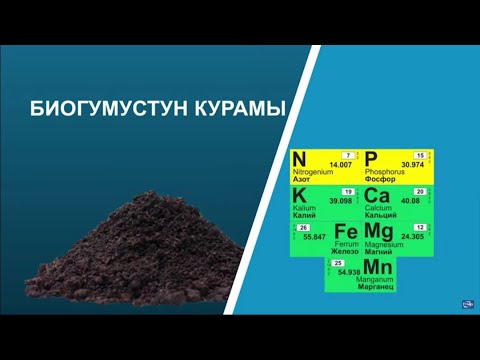 Video: Кулпунайды өстүрүүдө көйгөйлөр