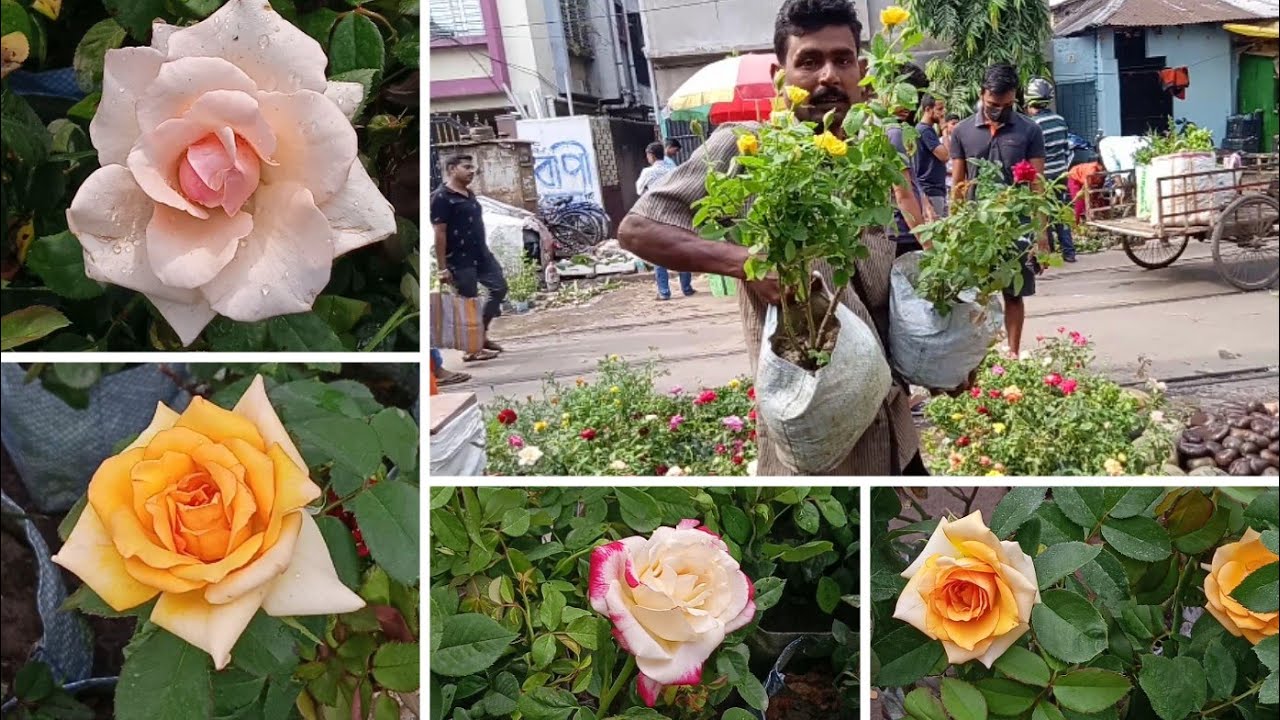 Tajmahal Rose Double Delight Rose Scented & Other Types Of Rose Plants ...