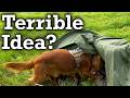 Dog & Bivvy Camping: The Worst Idea?