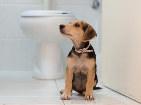 Video: Ist Toilettenwasser Für Haustiere Sicher Zum Trinken?