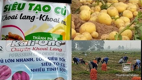 1 củ khoai tây bao nhiêu gam năm 2024