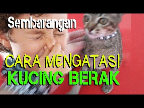 Cara mengusir kucing agar tidak berak sembarangan