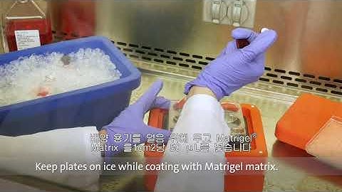 Corning® Matrigel® Matrix: Thin Coating Method Best Practices (Korean Subtitles)