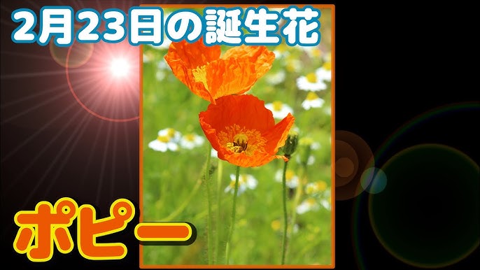 2月27日の誕生花 マドンナリリー どんな花 あなたに送る花言葉は Youtube