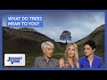 Sycamore Tree outrage: What do trees mean to you? Feat. Helen Skelton | Jeremy Vine