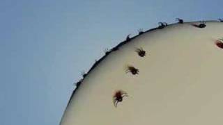 bugs crawling 3ds max