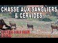 Chasse aux sangliers et cervidés en Espagne- Hunting wild boar and stag in Spain