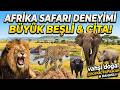 Vahşi Yaşam, Afrika 1 | Aslan, Fil, Leopar, Gergedan, Zebra, Timsah, Çita, Bufalo, Su Aygırı