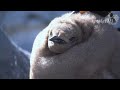 旭山動物園 キングペンギンヒナ51番 vs. お世話し隊-Chick King Penguin # 51