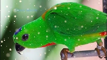 Kicau Burung Serindit Gacor Suara Isian Untuk Masteran..!!