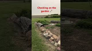 Checking On The Garden