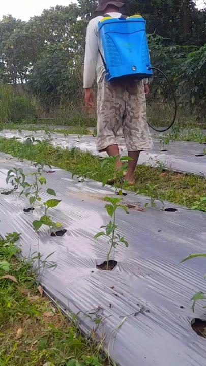 GIMANA HASILNYA KRISTALON DIKOCORKAN KE TANAMAN CABAI #farming #gardening #garden