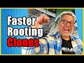 Pro Growers Do THIS To Get Better Cannabis Clone Roots Every Time 
