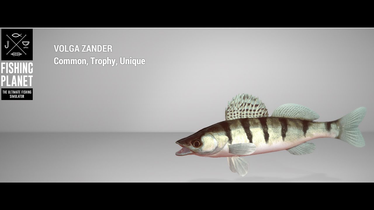 Fishing Akhtuba River Trophy Volga Zander Spin YouTube