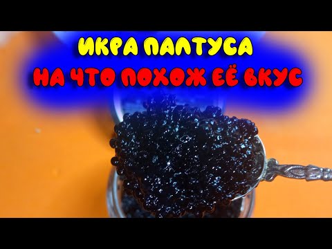 Икра палтуса ❗ На что похожа по вкусу и почему она черная