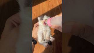 Adopt a cute kitten on the street #catvideos #cat #kitten #cutecat #kucinglucu