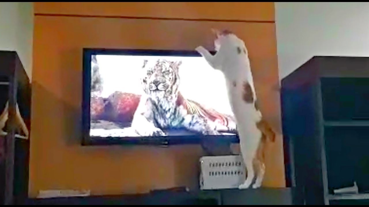 funny cats sleeping in weird positions compilation 2014 funnyplox "Where's that Tiger?!" CAT TRYING TO FIND TIGER BEHIND TV! 🐯📺
