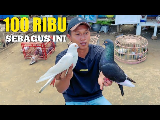 GREBEK PENJUAL BURUNG MERPATI TINGGIAN 100 RIBU SEBAGUS INI class=