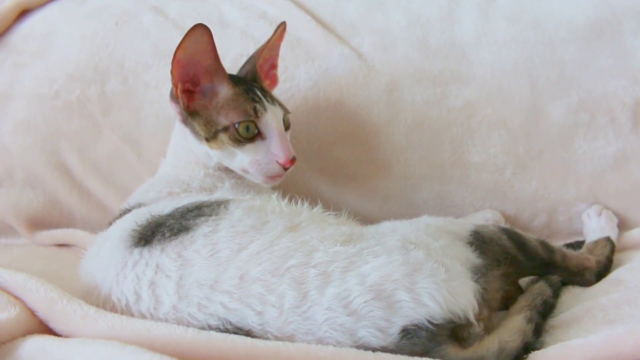 Cornish Rex Kitten so cute so sweet!!! - YouTube