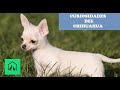 CURIOSIDADES DEL CHIHUAHUA