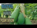 Beautiful papaya plantation agri and adventures