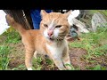 The funniest cats and dogs  funny cats of 2024