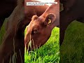 🐄🐮🌱 Uspokajające dźwięki krów jedzących trawę #rolnictwo #ramseyunited #LubuskieAngusowo #natura