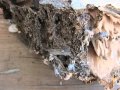 Bellingham home inspection king of the house  wood destroying organisms in bellingham wa