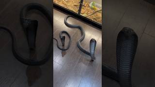 My 2 Wonderful Jet Black Forest Cobras In Shed Naja Guineesis