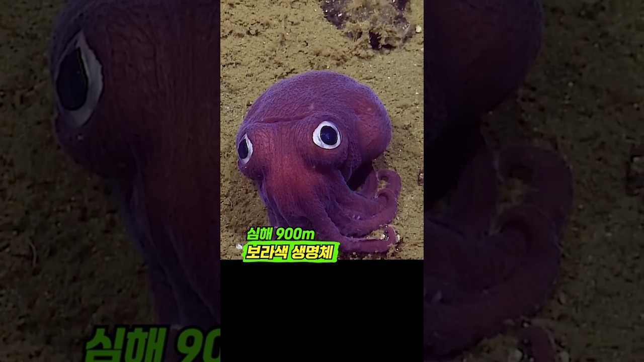 심해 900m 신비한 보라색 생명체