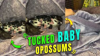 Baby Opossums Tucked inside a Blanket