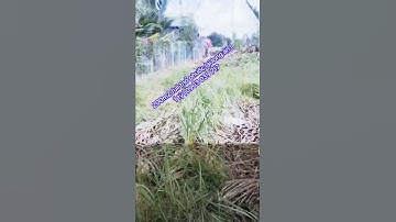 1 tỷ / 200m2 thổ cư phước lại cần giuộc long an | 0903 039 717