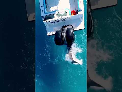 Shark vs Boat Engines