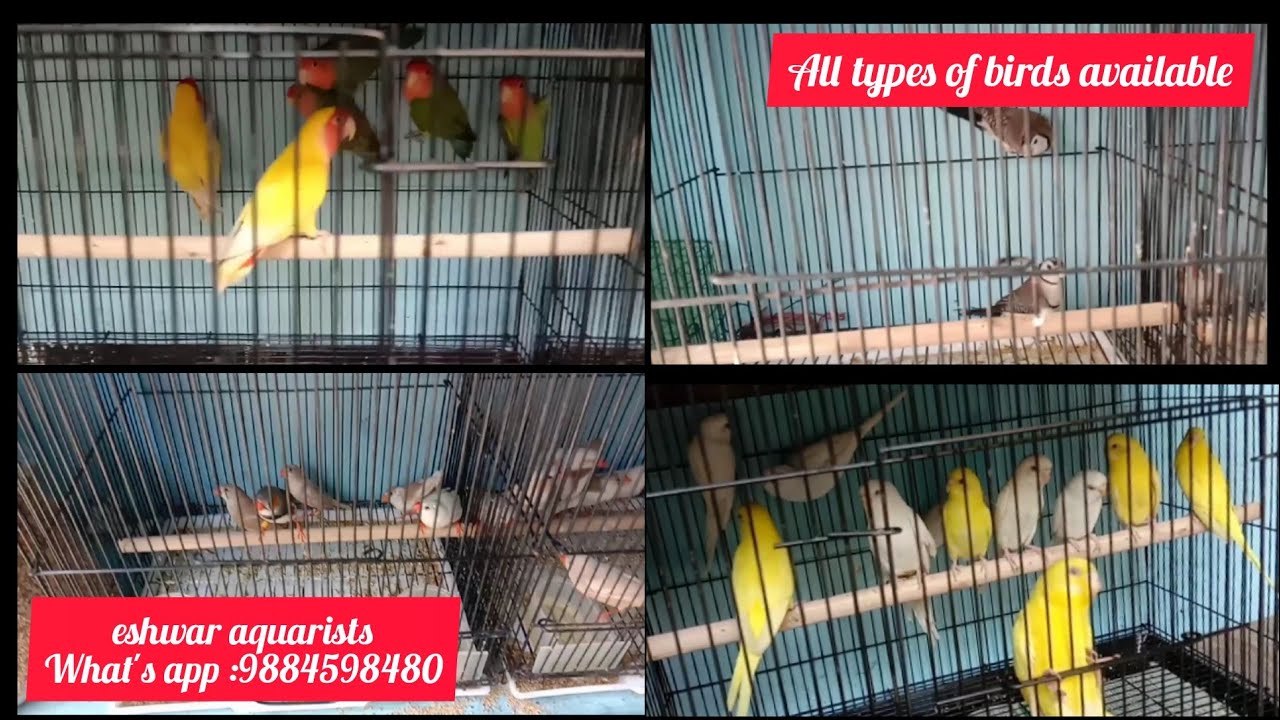 all types of birds available inKolathur fish market eshwar aquarists