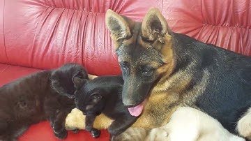 German Shepherd